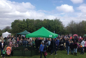 Festival Gazebo